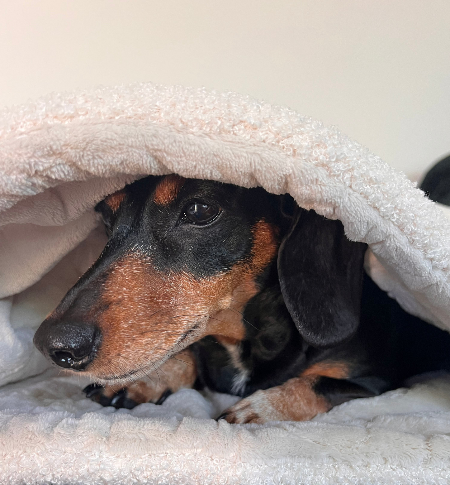 Latte Boucle Snuggle Sack