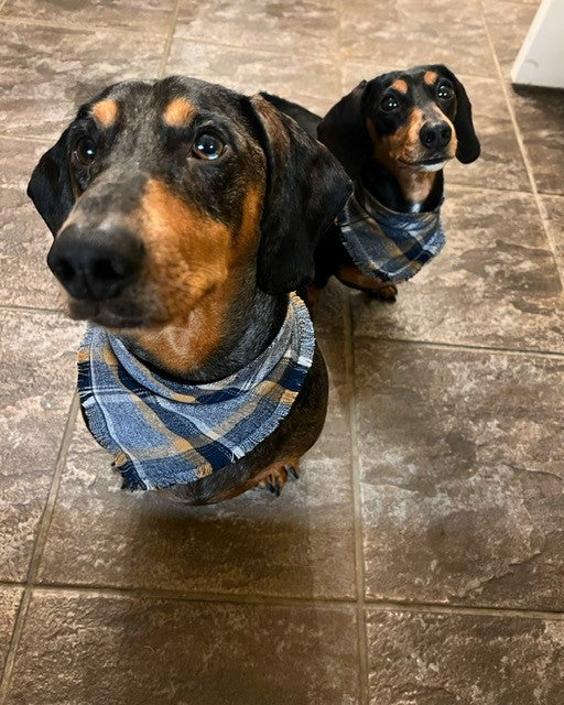 A picture of a miniature and standard dachshund with tartan bandanas on tiled floor