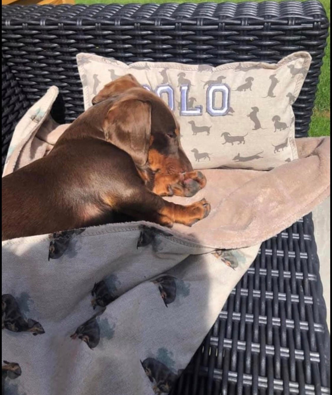 Spring Fling Summer pet or human blanket with soft cosy lining