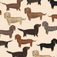 Mixed Coat Dachshund life fleece blanket