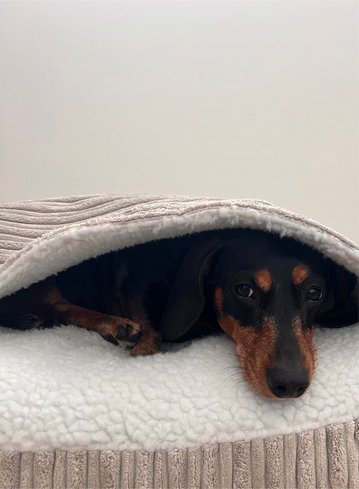 Snuggle Converter for Crate Bed Cord