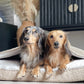 Snuggle Bed VW