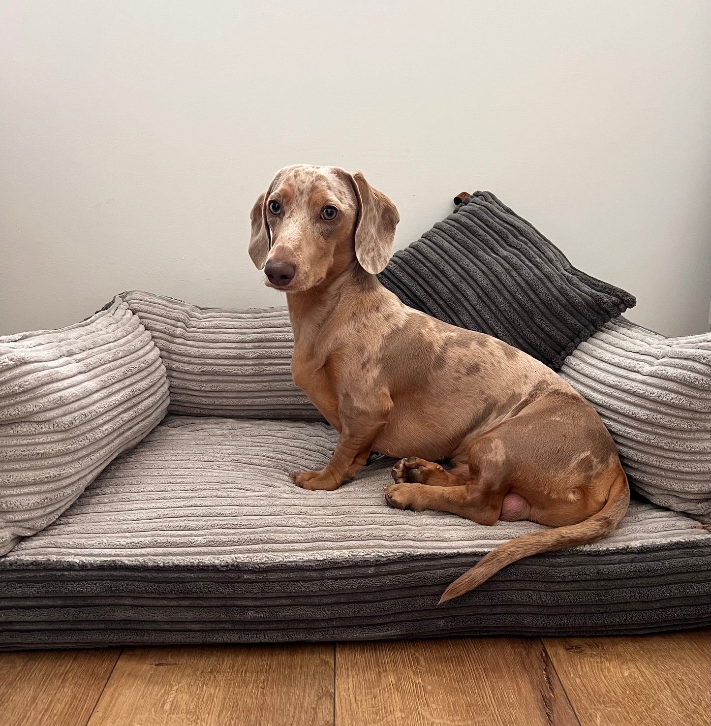 Orthopaedic Sofa Bed Cord