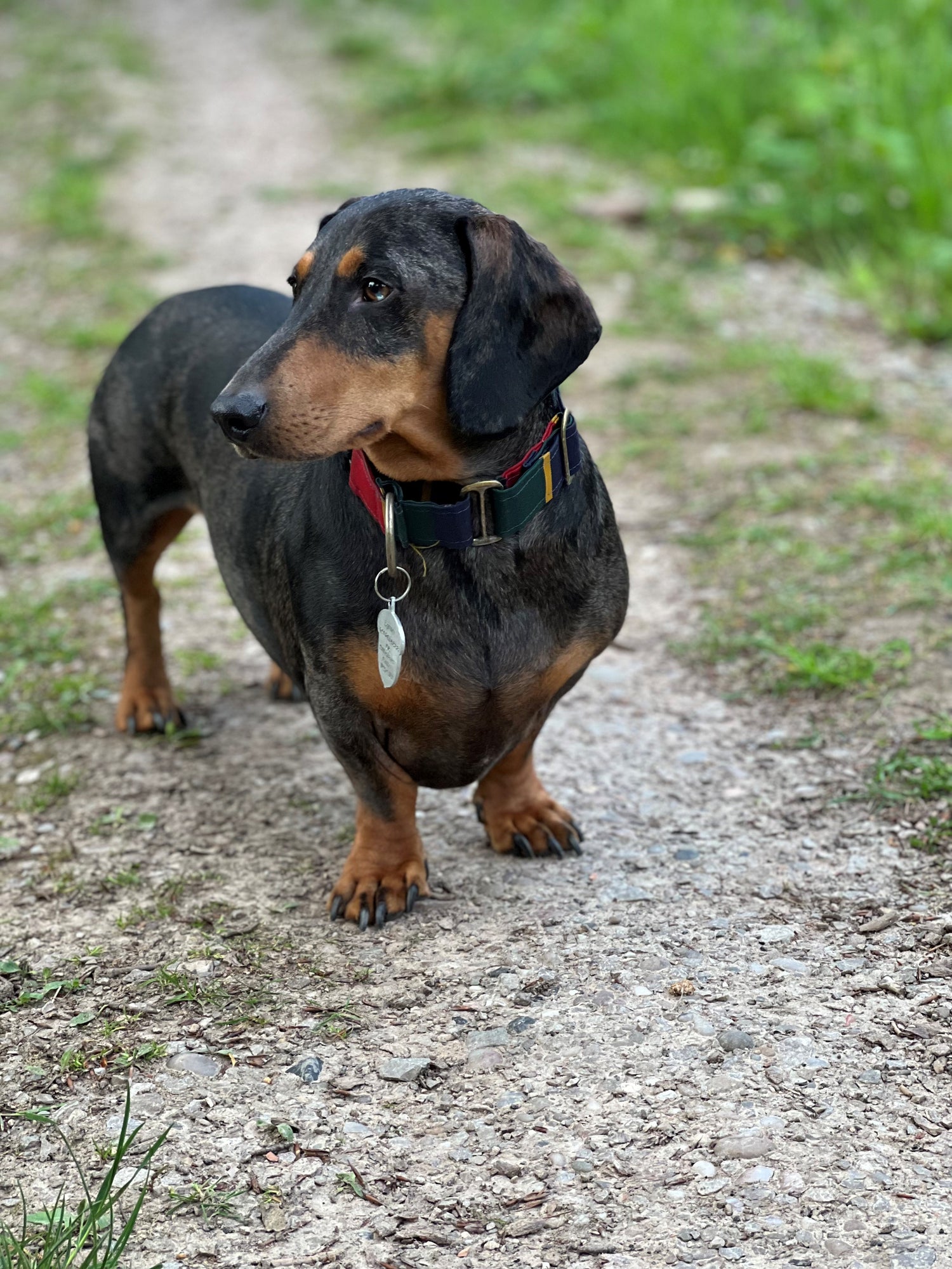 Dapple dachshund stood in the countryside during the summer with a stripe martingale collar