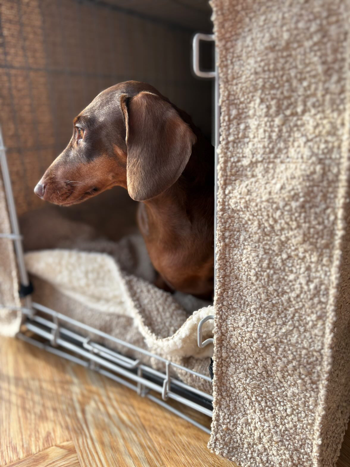 Dachshund peeking out from a pet crate with a cushioned bed inside