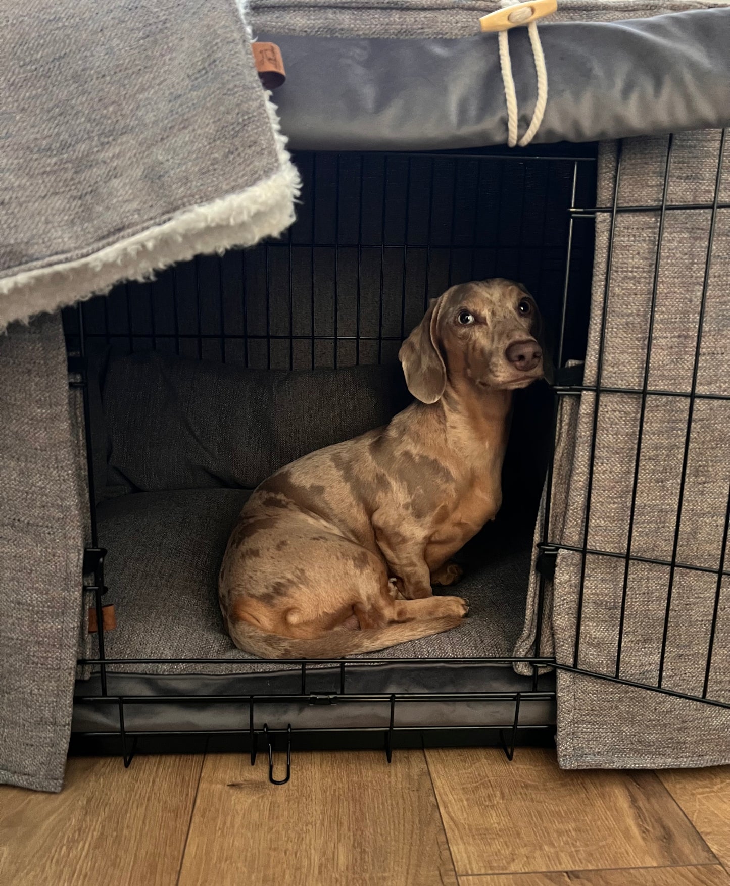 Dog sitting inside a pet crate with a gray cover on a wooden floor.