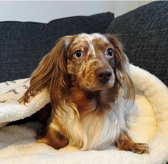 long hair dapple dachshund in a cream cosy teddy snuggle sack