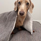 Dog peeking out from behind a gray blanket on a couch