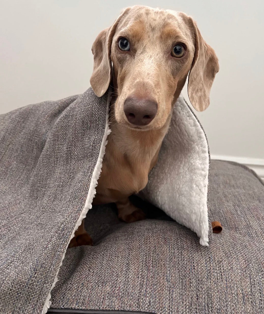 Dog peeking out from behind a gray blanket on a couch