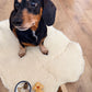 Small dog wearing a black outfit on a fluffy white rug with a wooden floor background