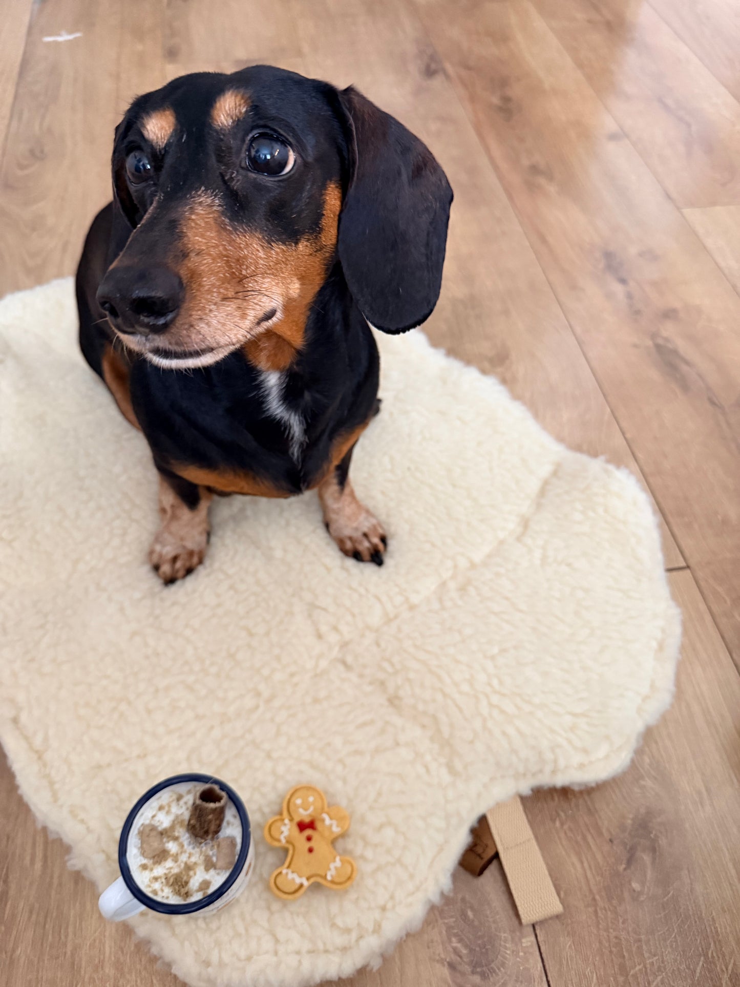 Small dog wearing a black outfit on a fluffy white rug with a wooden floor background