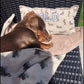 Tan dachshund sunbathing with a light weight blanket and personalised blanket in dachshund print 