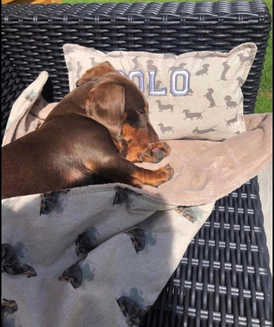 Tan dachshund sunbathing with a light weight blanket and personalised blanket in dachshund print 