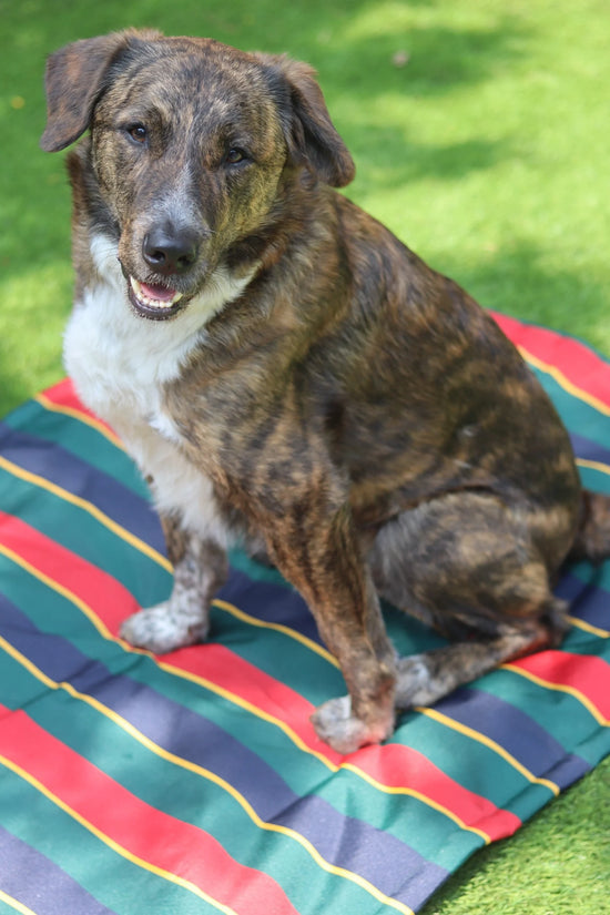 a rescue dog sitting outside on a stripe waterproof settle mat 