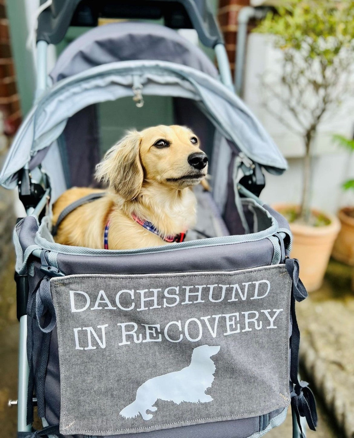 A picture of a dachshund in a grey pram with a sign on it that says 'dachshund in recovery'