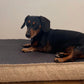 Black and brown dachshund lying on a dog bed against a plain wall.