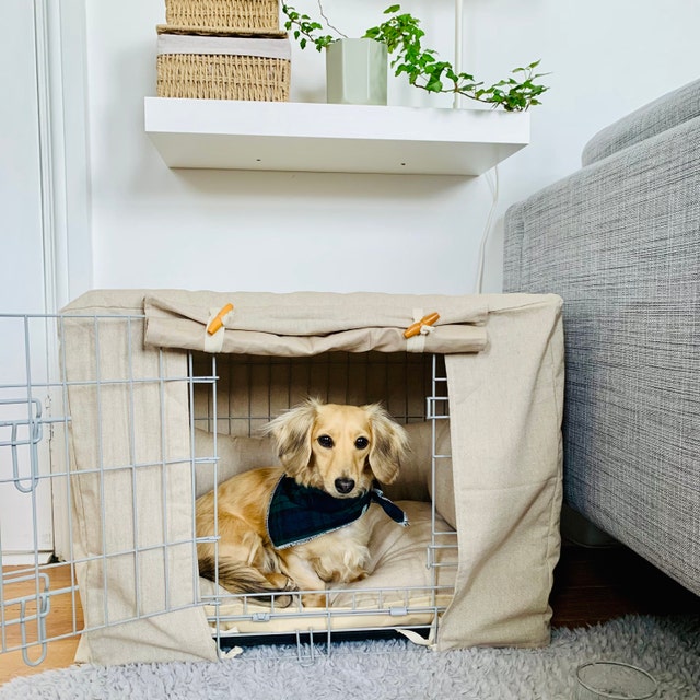 Long haired dachshund in a natural dog crate set  