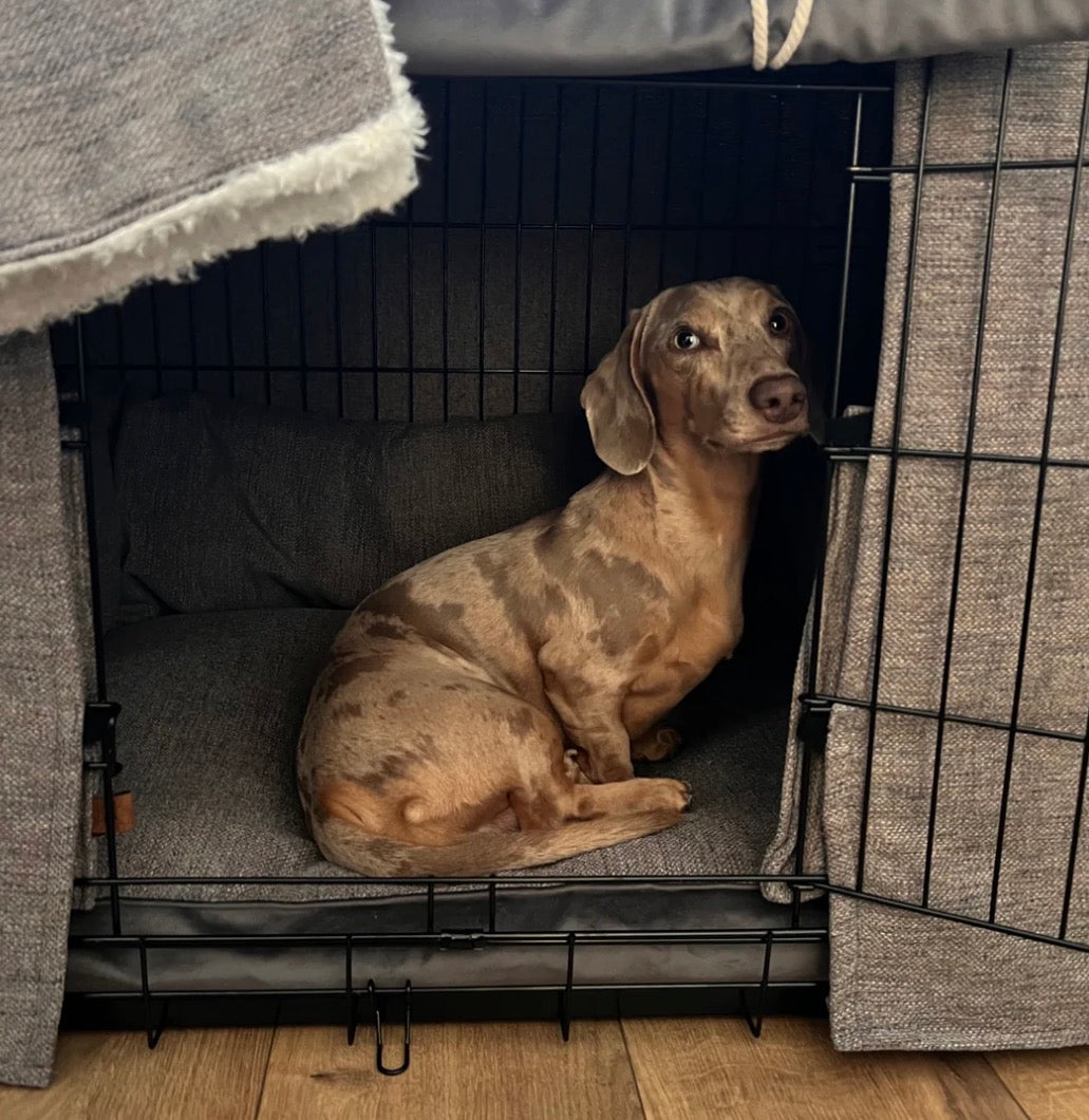 Dog sitting inside a pet crate with a cushioned top