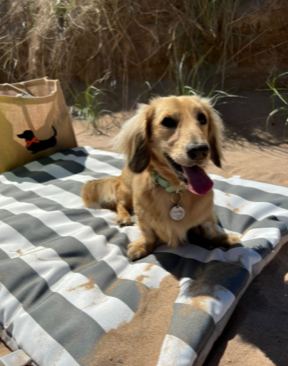 Dog and Pet Waterproof Travel/ Beach Settle Mats