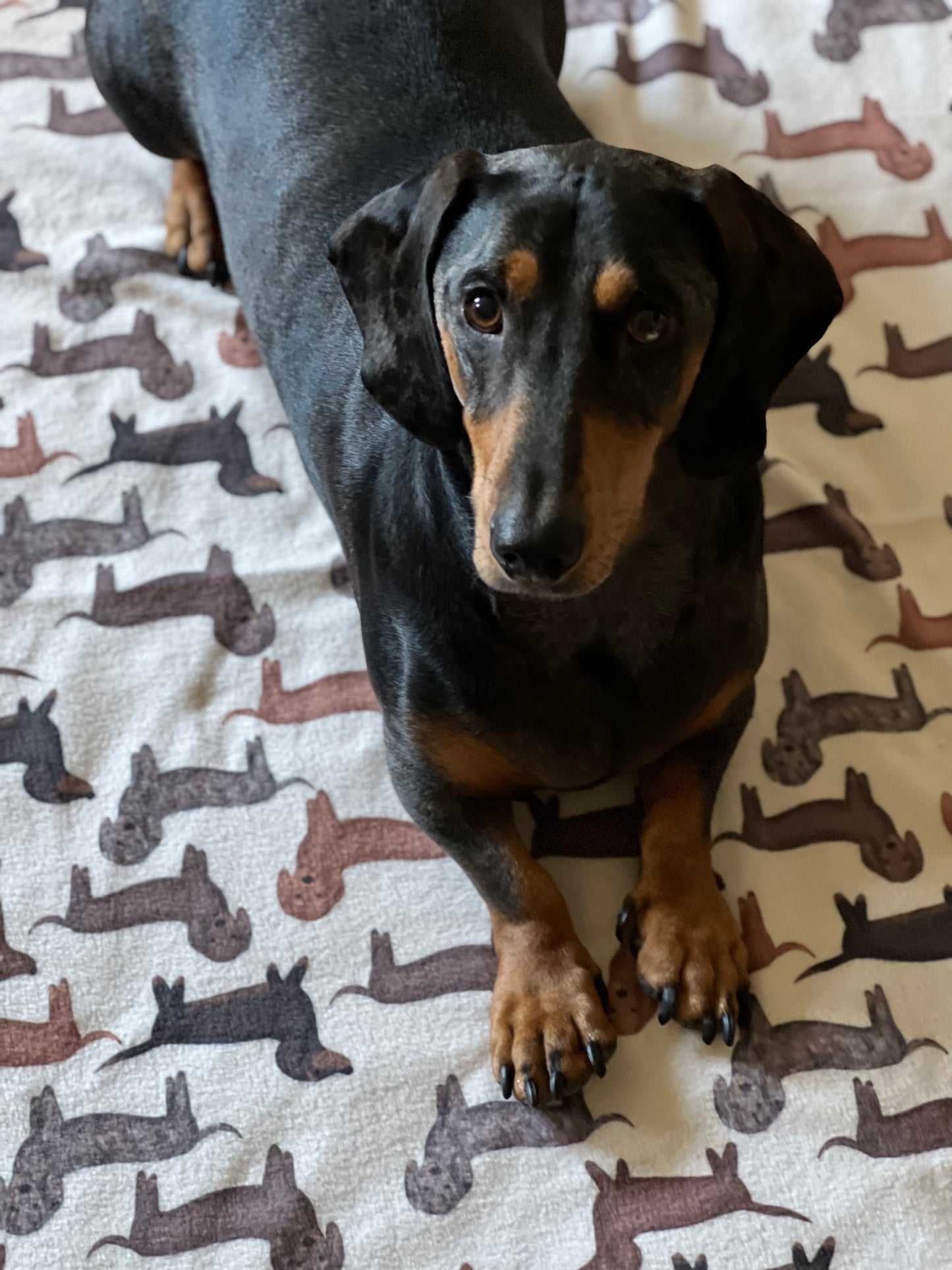 Dachshund life fleece blanket 4 colour options