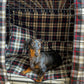 Black Dapple dachshund in a navy and red tartan crate set 