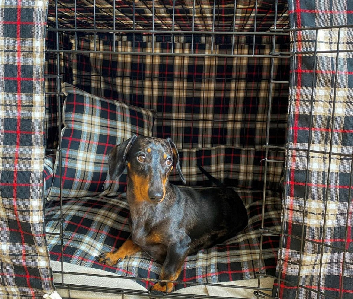 Black Dapple dachshund in a navy and red tartan crate set 